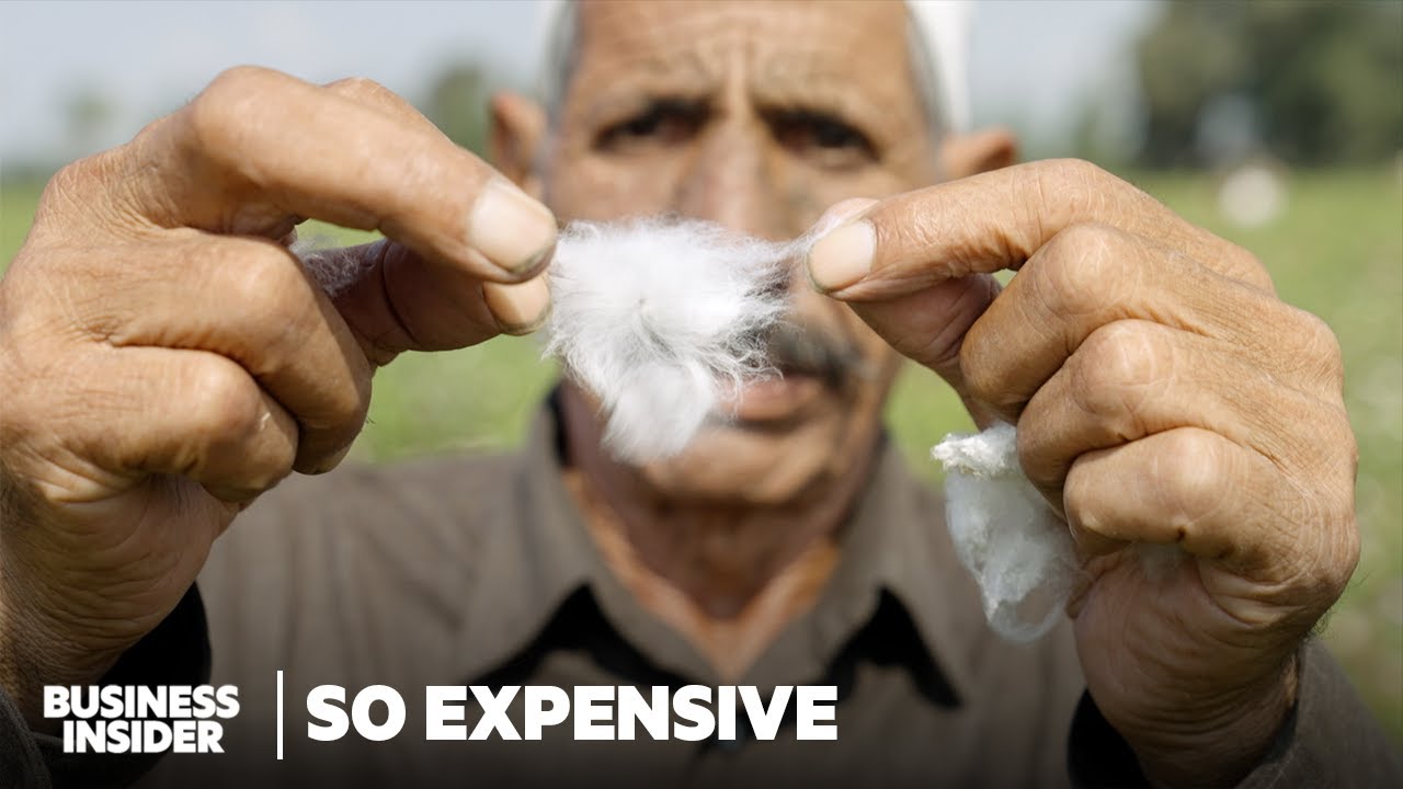 Why Real Giza Cotton Is So Expensive | So Expensive